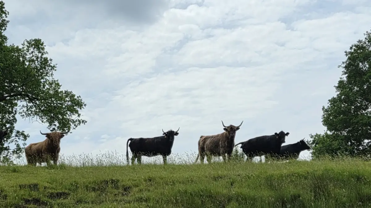 Wiesmoor Ranch - Urlaub auf dem Bauernhof in Ostfriesland mit Ferienwohnung und Camping